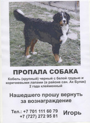 Пропала собака, бернский зенненхунд, кобель, Прошу вернуть за вознагра