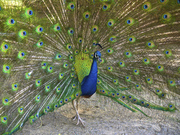 Павлин Индонезийский