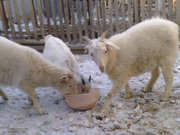 продам молодняк коз срочно