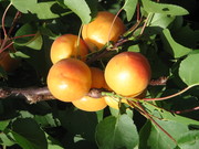 Саженцы плодовые от производителя