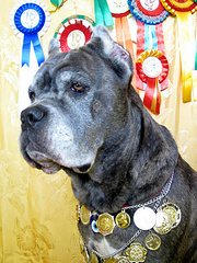 Продаются супер щенки Кане-Корсо от чемпионов