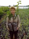 Продажа саженцев плодово-ягодных культур