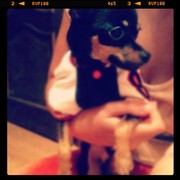 Вязка кобеля той-терьера