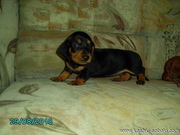 Куплю или возьму щенка породы