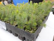 Хвойные видовые сеянцы с ЗКС.