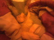 кошка донской сфинкс