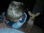 ищу суку для вязки русского той терьера.