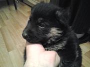 щенок немецкой овчарки, сука, возраст 1 месяц, с паспортом, прививками