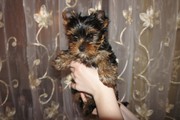 Продам щенка йоркширского терьера. Мальчик