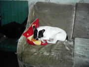 Пропала собака. Породы Французский бульдог