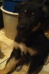 ЩЕНКИ СРОЧНО ИЩУТ ХОЗЯЕВ