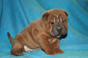 СРОЧНО продам щенка шарпея