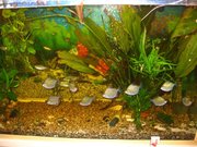 продам стайку из 10 рыбок-доллар