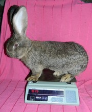 Бельгийский великан Фландр