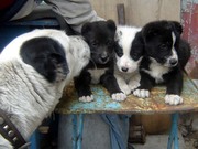 Щенки Алабай (среднеазиатская овчарка)