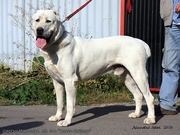 щенки САО 3 мес срочно