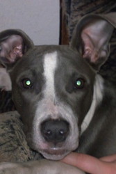 Продам собаку