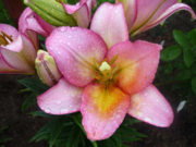 Растения, лилии 18 сортов, петуния в ассортименте