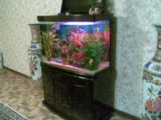 Аквариум с тумбочкой и с рыбками.