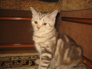 продам котика, британца, возраст 7 мес