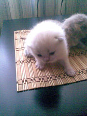 Британские котята Кустанай