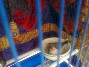 амадин зебровых продам