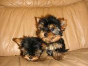Йоркширский терьер девочка и мальчик!