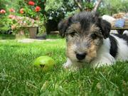 продам щенков фокстерьера