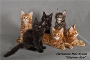 котята породы мейн кунв г. Усть-Каменогорске