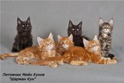 котенок и котята мейн кун 