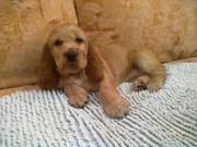 Щенки английского кокер спаниеля