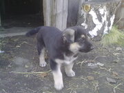 Немецкая овчарка. Щенки.