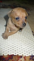 Продам щенков той терьера