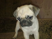 Мопсики продаются!