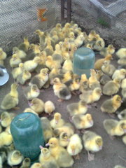 Гусята линдовской породы, утята пикинцы, и другая птица