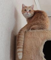 Шотландские короткошерстные котята