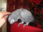 Продам краснохвостого жако из питомника.