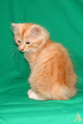 курильский бобтейл, котята