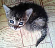 Отдадим котят