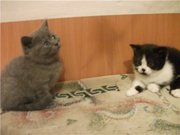 Британские ориентальные вислоухие котята