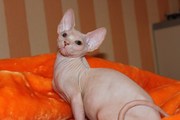  канадские сфинксы впервые в городе!!!