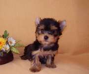 ЙОРКширский терьер щенки МИНИ