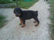 Продажа щенков добермана