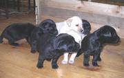 Продаем элитных, милых лабрадорчиков,