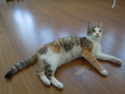 Трехцветная кошечка ищет дом