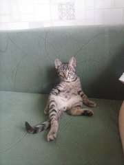 Котенок