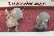 Котята Донского сфинкса