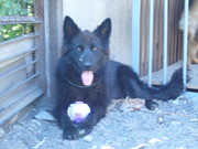 продаю восточно-европейскую овчарку