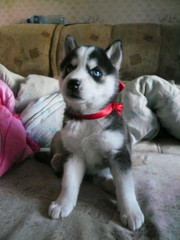 продаю голубоглазых щенков сибирской хаски