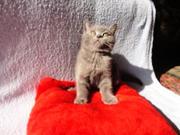 Продам шотланского котёнка Скоттиш страйт,  цена договорная